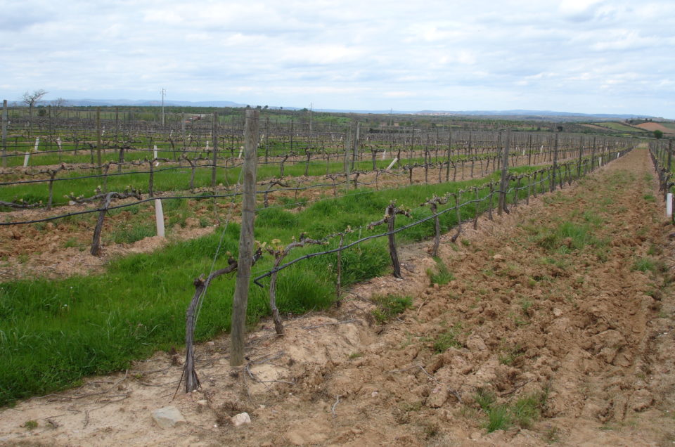 Medidas de curto-prazo de adaptação da viticultura duriense às alterações climáticas: estudos fisiológicos