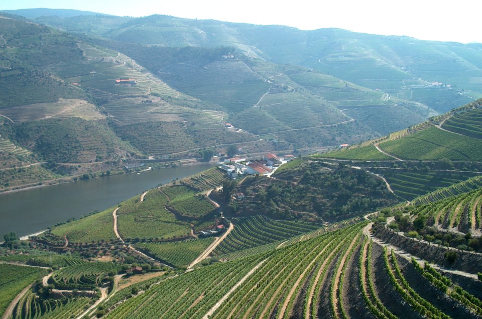 “Esforços multidisciplinares para promover a sustentabilidade da vitivinicultura do Douro Vinhateiro desenvolvidos pela linha de investigação VITALITY WINE”