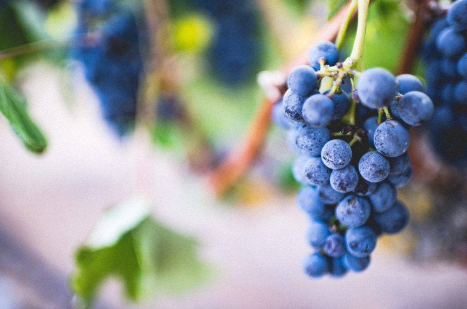 Medidas de gestão da vinha a curto prazo e os seus efeitos na qualidade do vinho