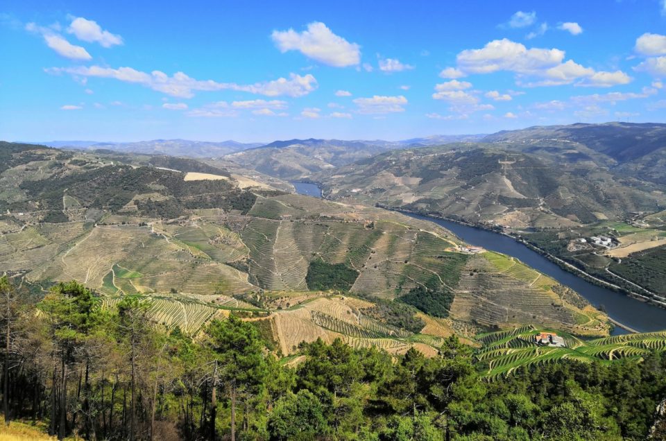 “Microbioma da região demarcada do Douro e seu potencial adaptativo às alterações das condições climáticas”