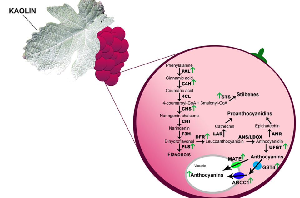 “Combining high‐throughput omics with biochemical and physiological approaches to identify and characterize biomarkers of berry quality and environmental stress acclimation and adaptation”