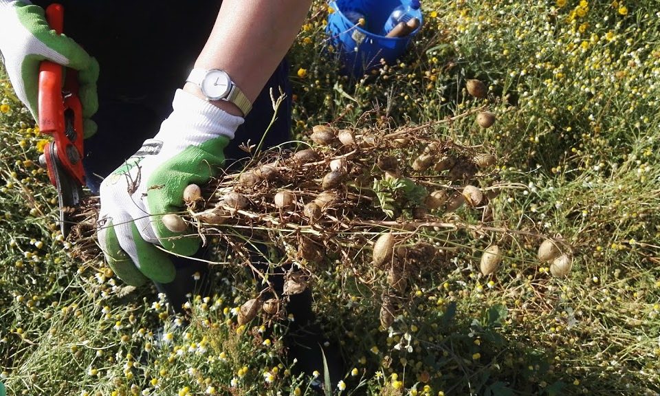 “Animal Production – Introduction of Mediterranean legume grains for animal feeding”